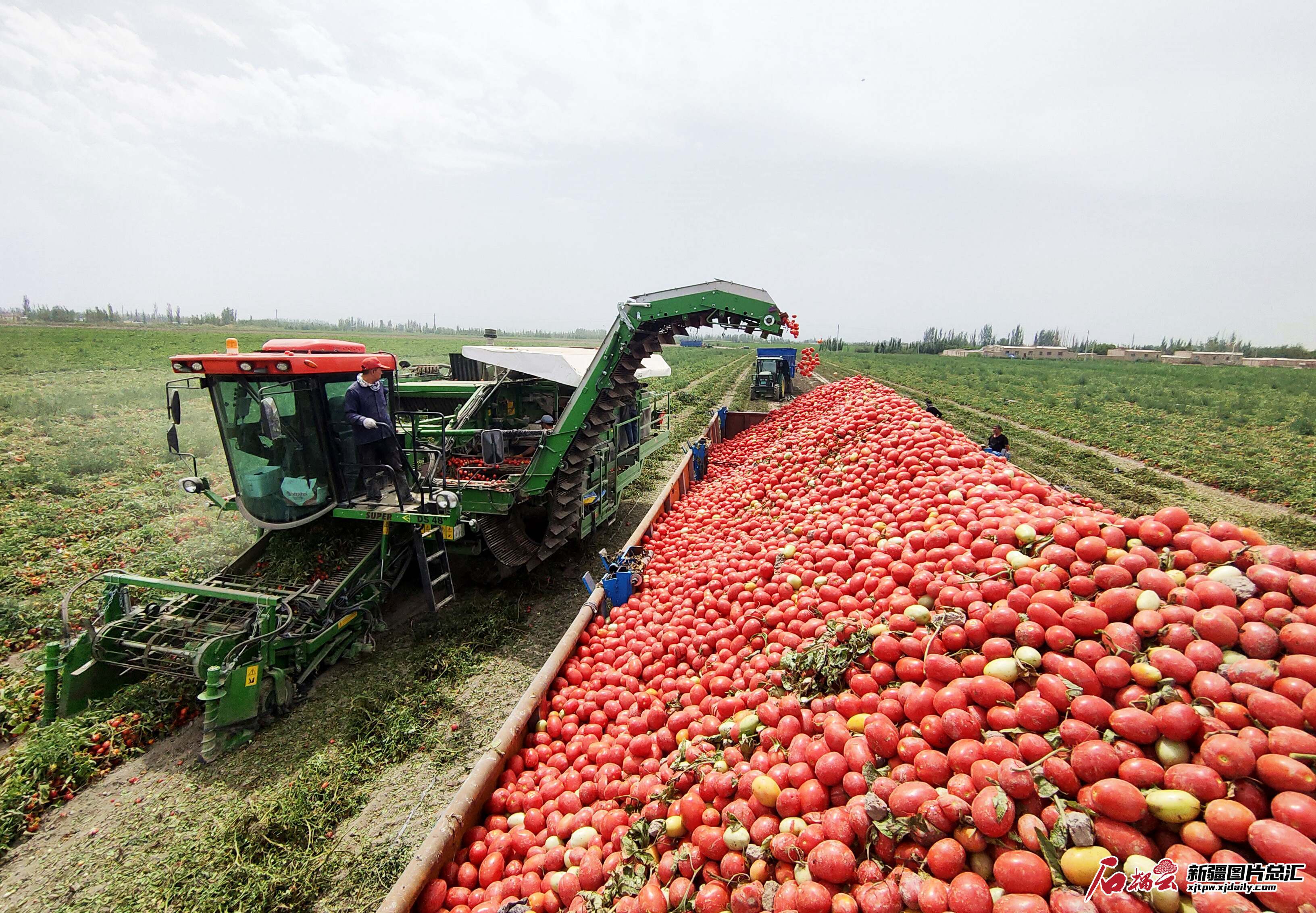 新疆巴州采收加工番茄