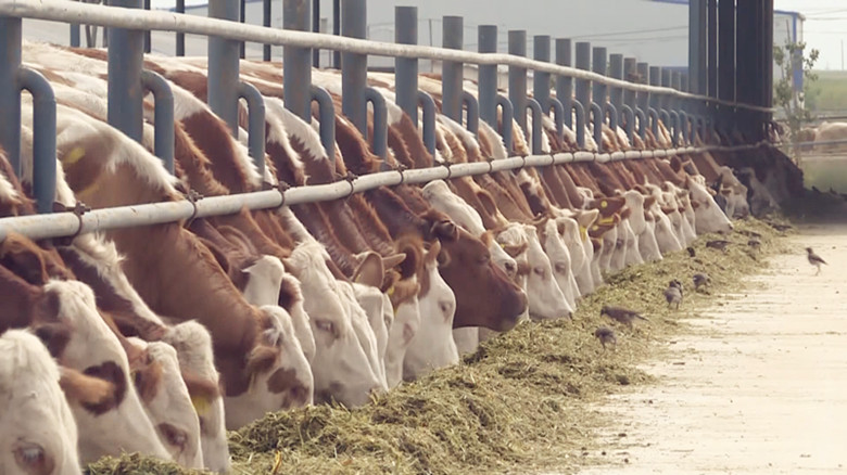 十三五成就巡礼师市畜牧业实现绿色健康发展