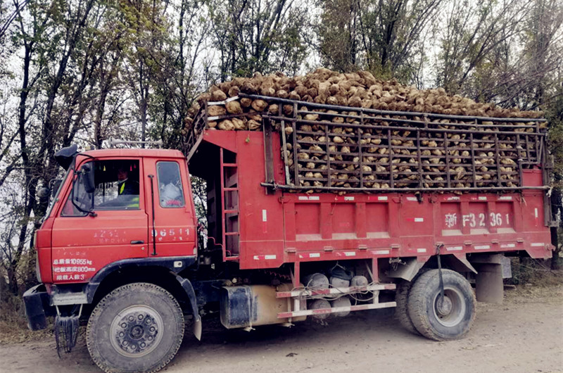 六十七团1.2万亩订单甜菜喜获丰收