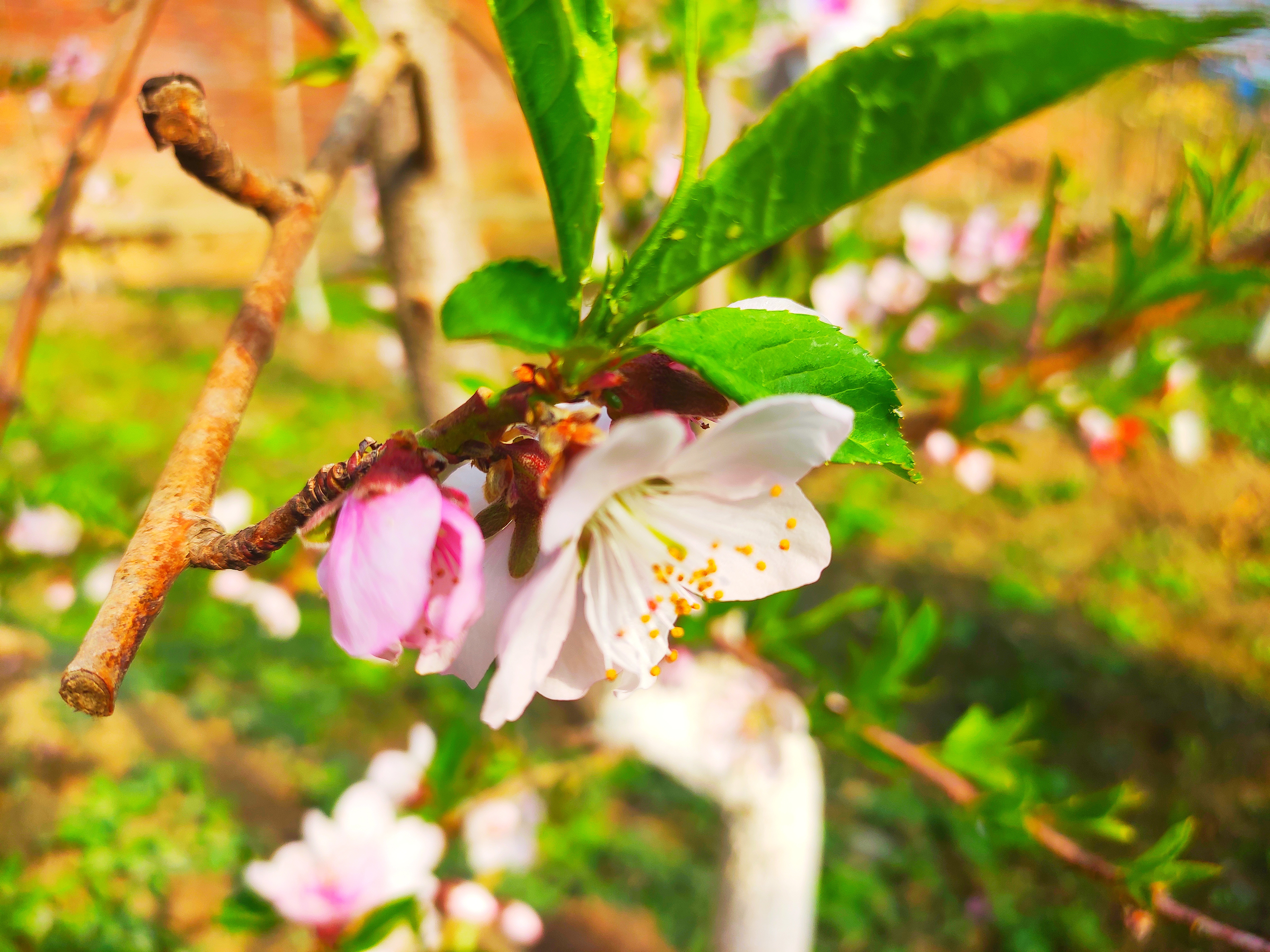 十师北屯市三月桃花始盛开