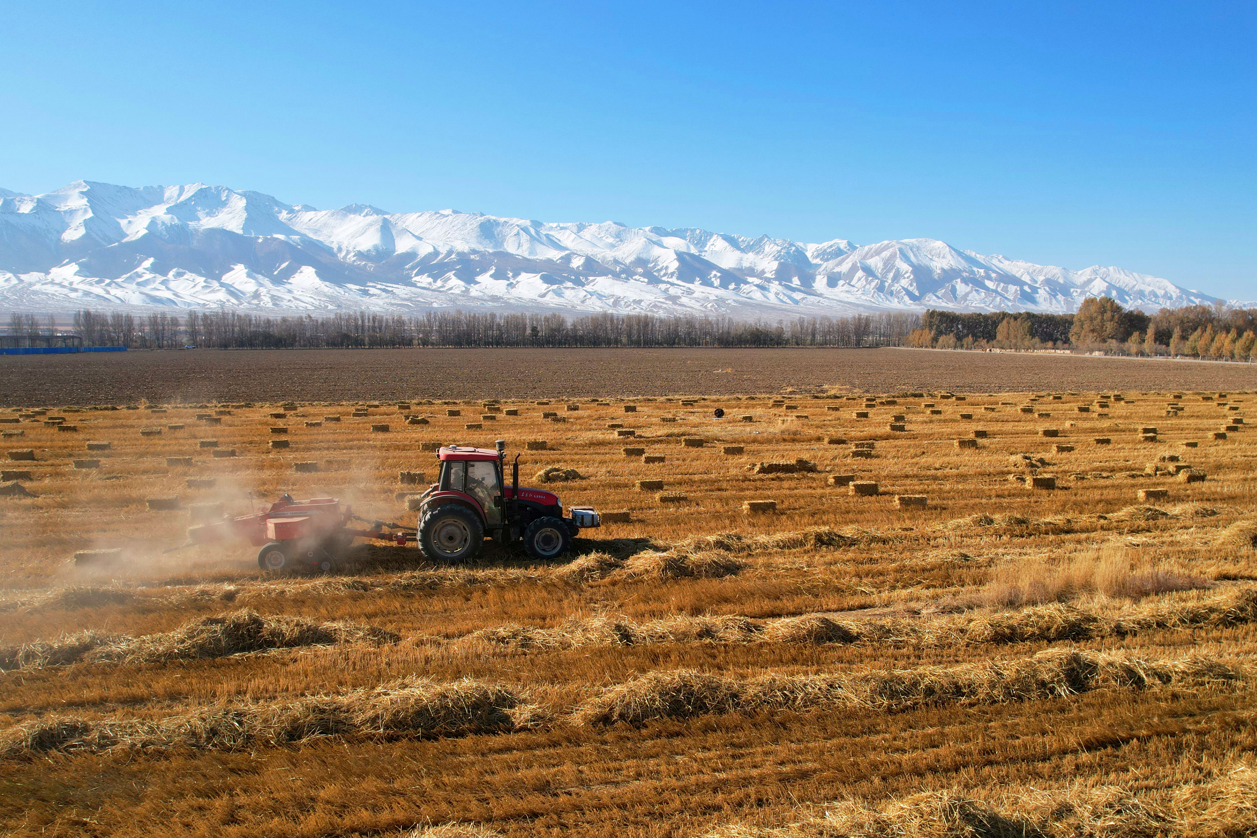 红山农场储备6000吨饲草料保障牲畜安全越冬