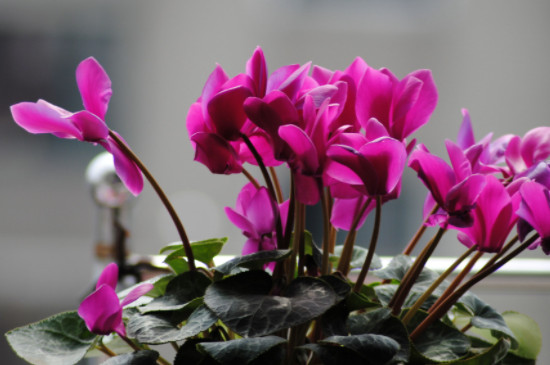 仙客来的养殖方法和注意事项及花期介绍