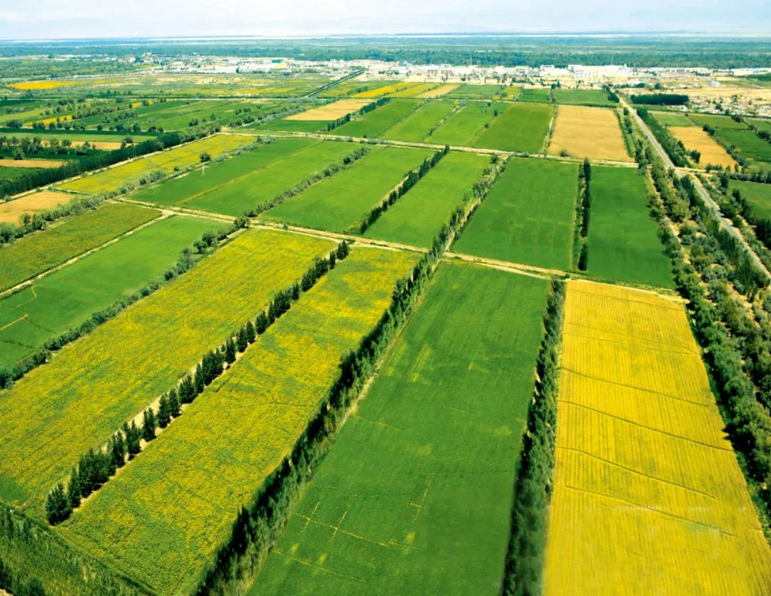 第十师北屯市绿洲农业△ 工人们正在包装傻老大瓜子.