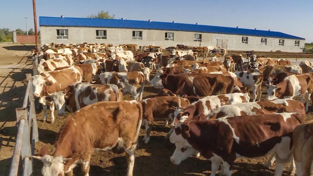 十师北屯市畜牧养殖牛劲足