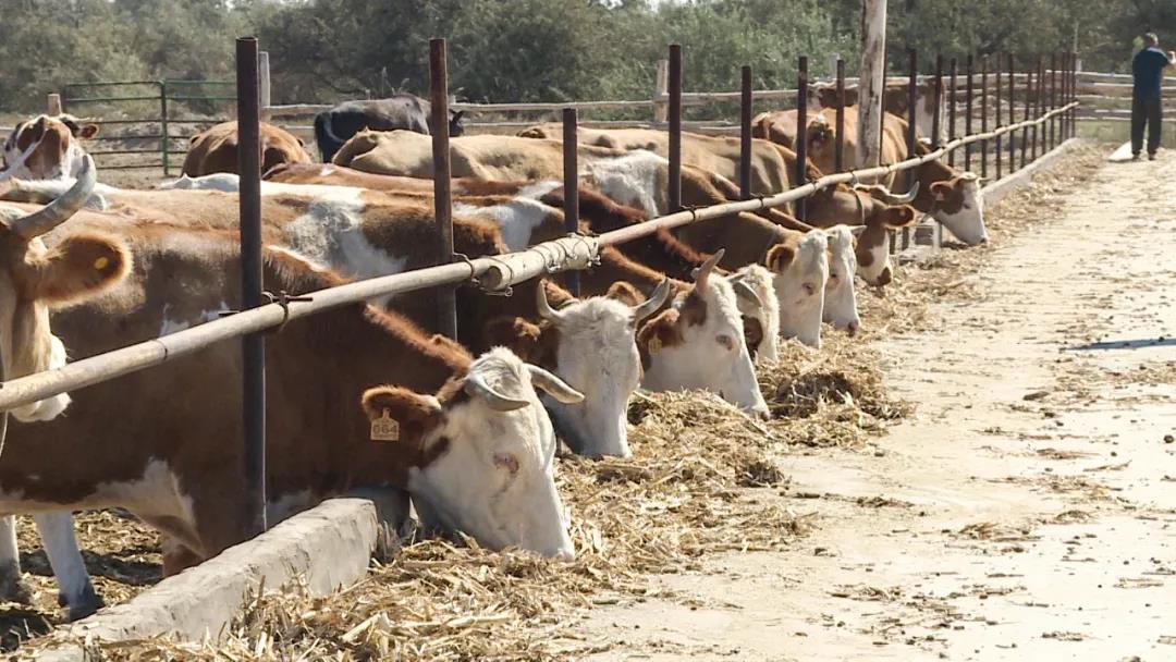 十师北屯市畜牧养殖牛劲足