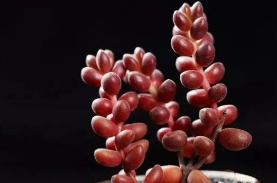 赤豆锦多肉怎么养赤豆锦多肉的养殖方法介绍