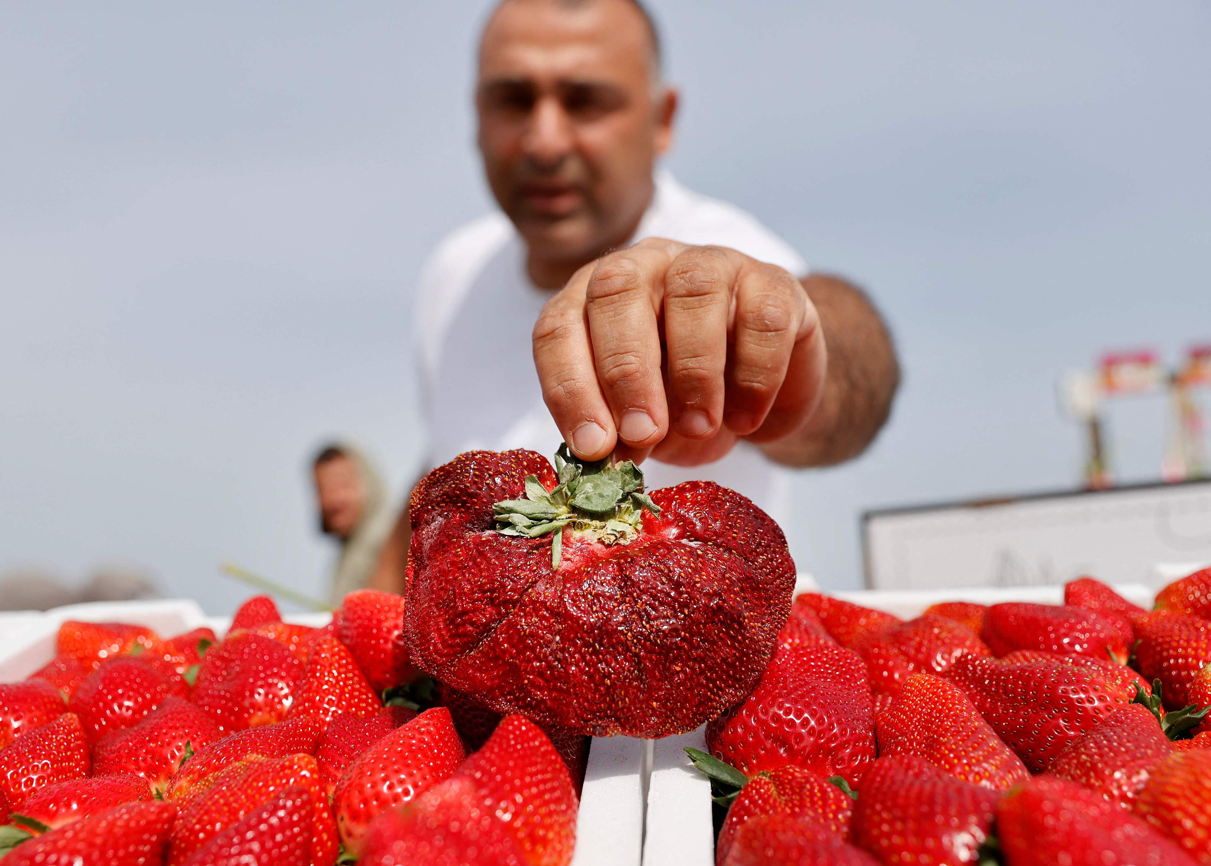 世界最大草莓图片