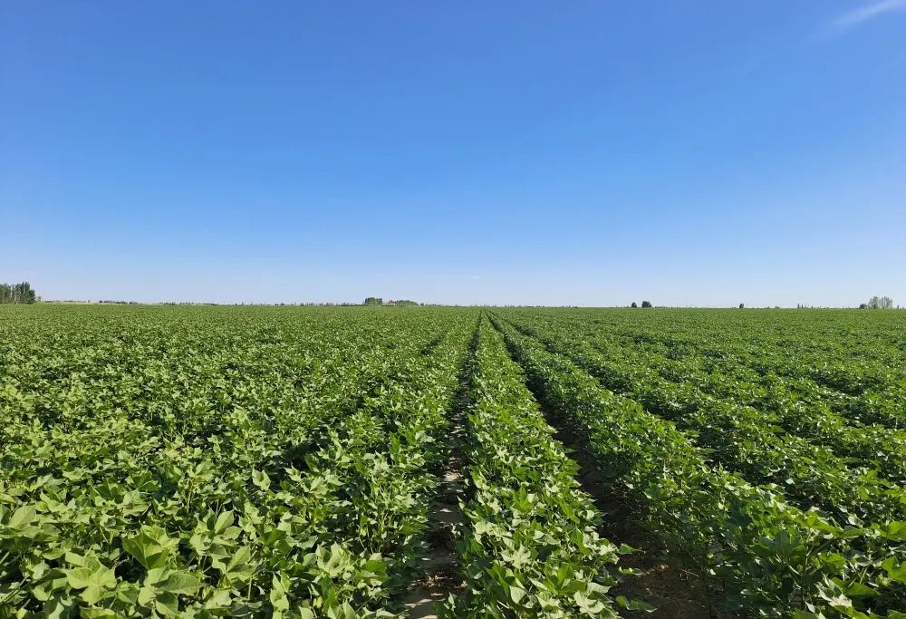 奋进新征程 建功新时代·伟大变革 | 一八四团12.5万亩棉花长势喜人