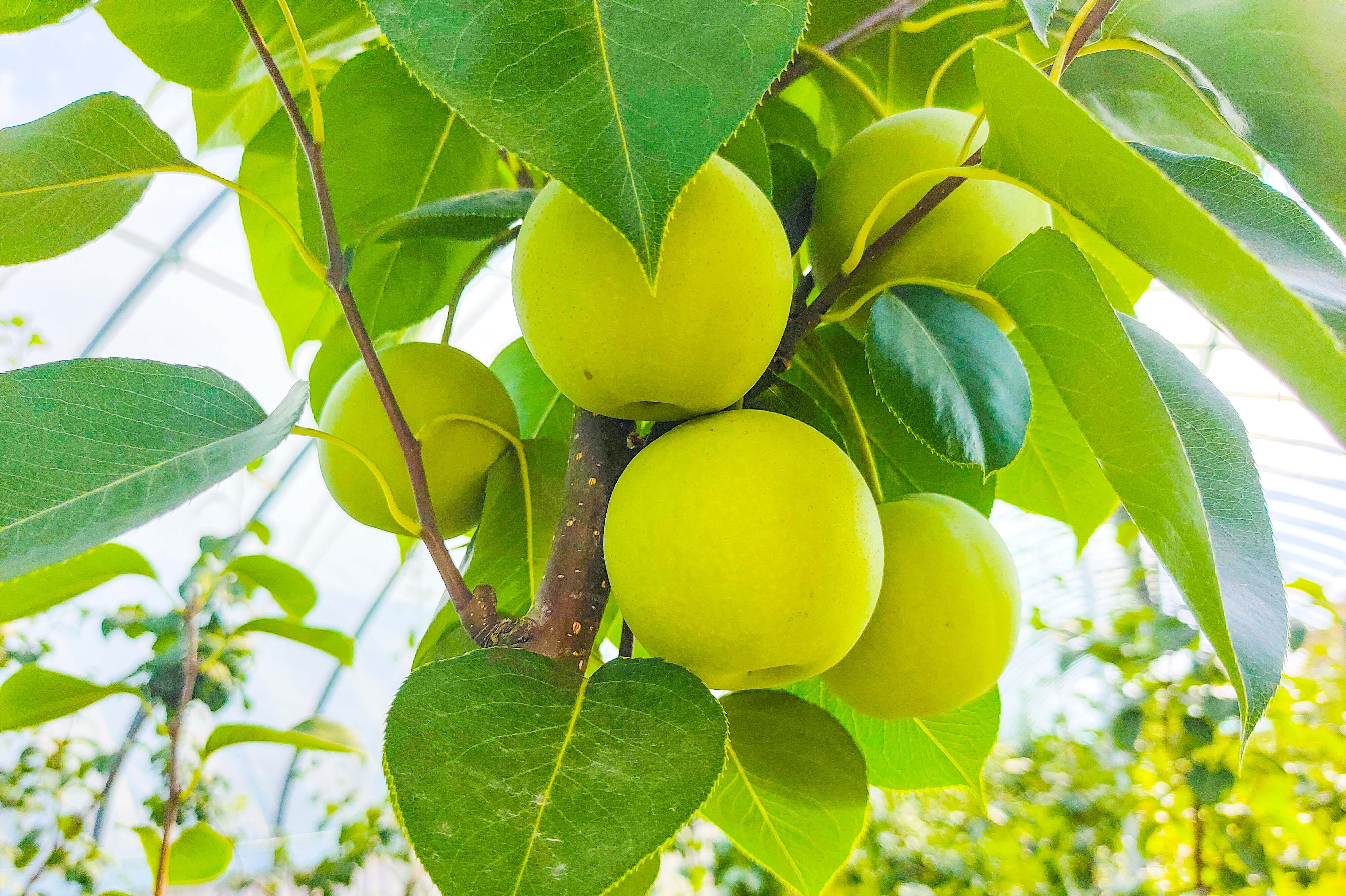 新疆兵团十师一八二团:玉露香梨满枝迎丰收