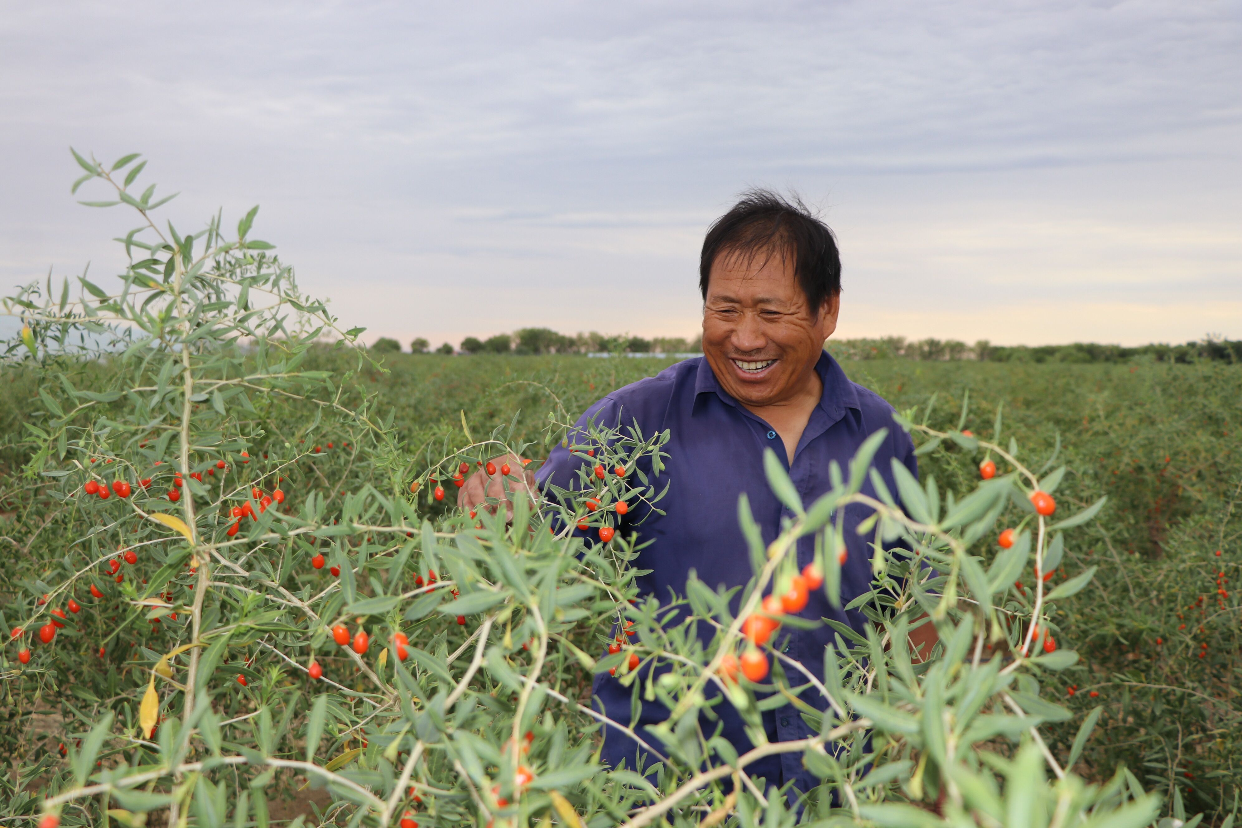 "我连续种植枸杞十年了,今年枸杞的长势好,目前正在进行第三茬采摘